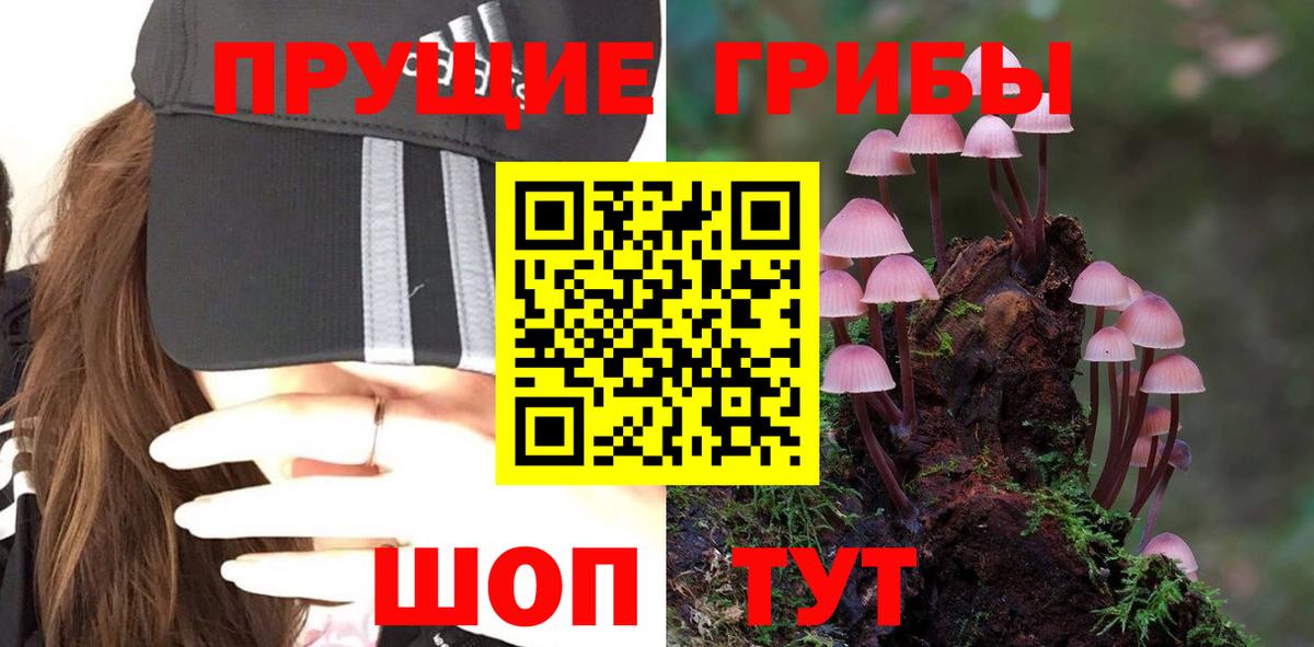 Псилоцибиновые грибы GOLDEN TEACHER  Вход с VPN  Вольск  Галлюциногенные грибы Psilocybe 